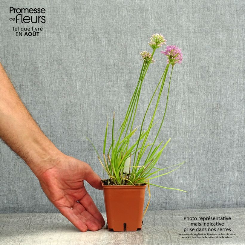 Exemplar von Allium Avatar - Zierlauch Kleine Töpfe von 7/8 cm Kaliber/Größe I wie im Sommer geliefert