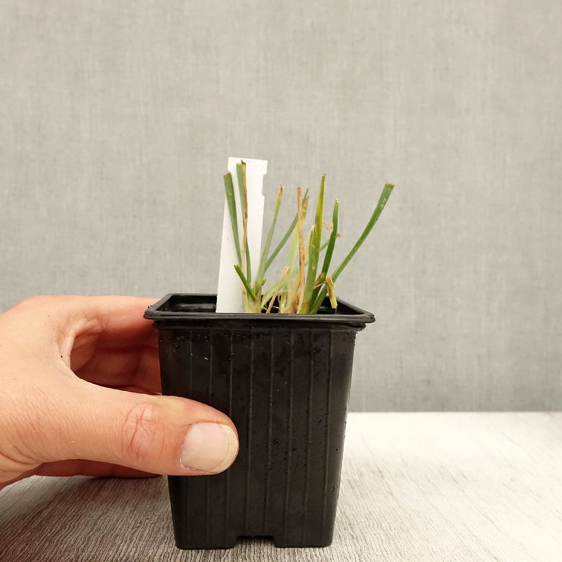 Exemplar von Allium Lisa Blue - Zierlauch Kleine Töpfe von 8/9 cm Kaliber/Größe I wie im Herbst geliefert