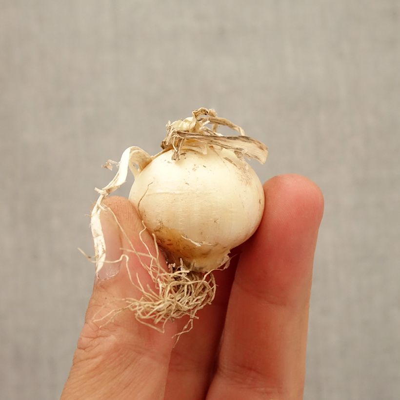 Exemplar von Allium multibulbosum Silver Spring - Zierlauch Zwiebel Kaliber/Größe 10+ wie im Herbst geliefert