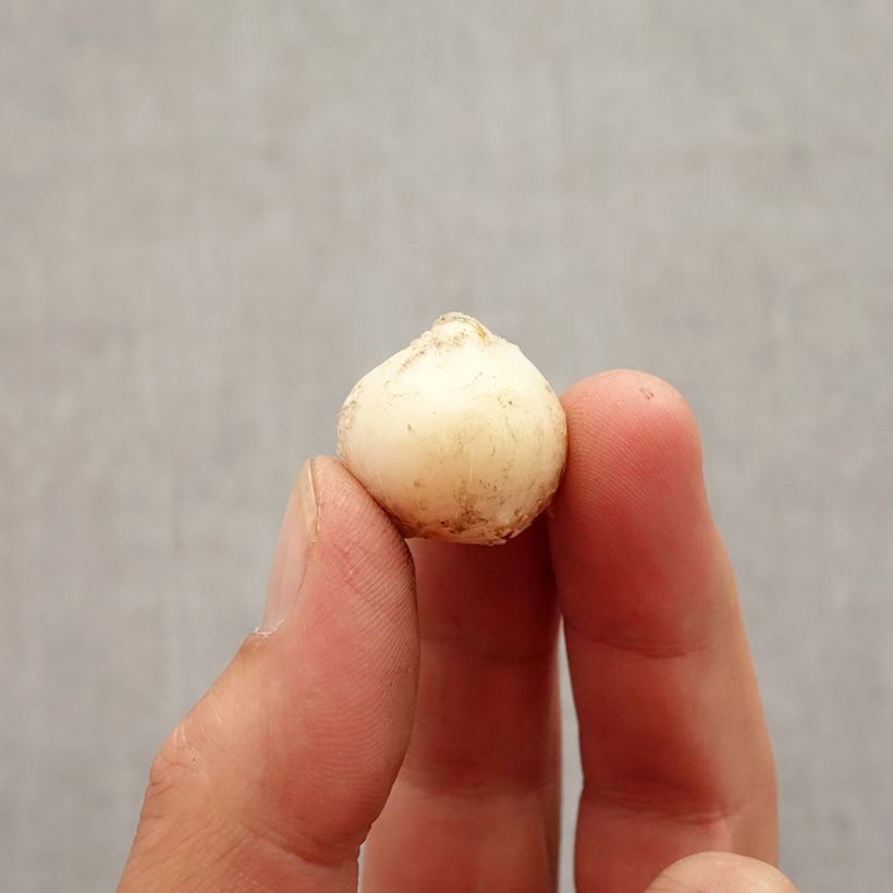 Exemplar von Allium unifolium - Einblättriger Lauch Zwiebel Kaliber/Größe 5+ wie im Herbst geliefert