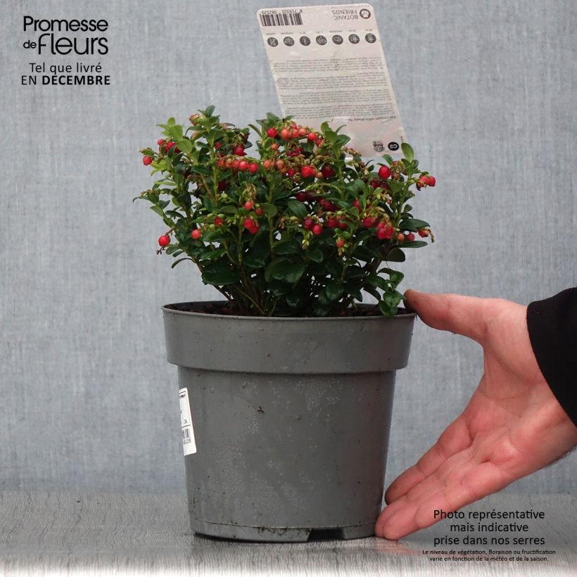 Exemplar von Preiselbeere Red Candy - Vaccinium vitis-idaea Topf mit 1,5L/2L, Strauch wie im Herbst geliefert