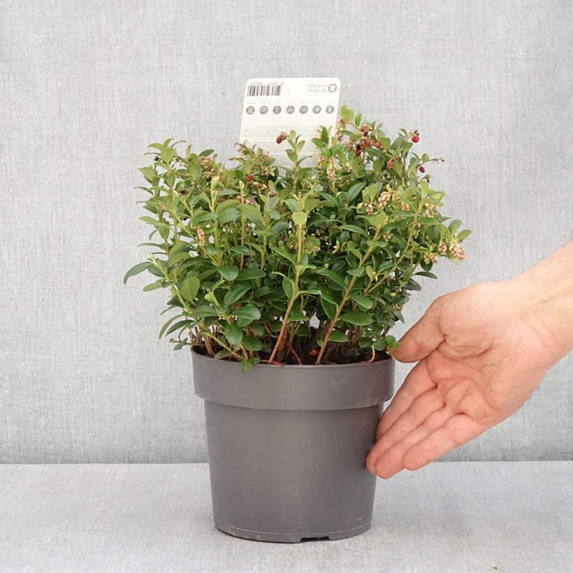 Exemplar von Preiselbeere Red Candy - Vaccinium vitis-idaea Topf mit 1,5L/2L, StrauchGelieferte Höhe ca. 15/20cm wie im Frühjahr geliefert