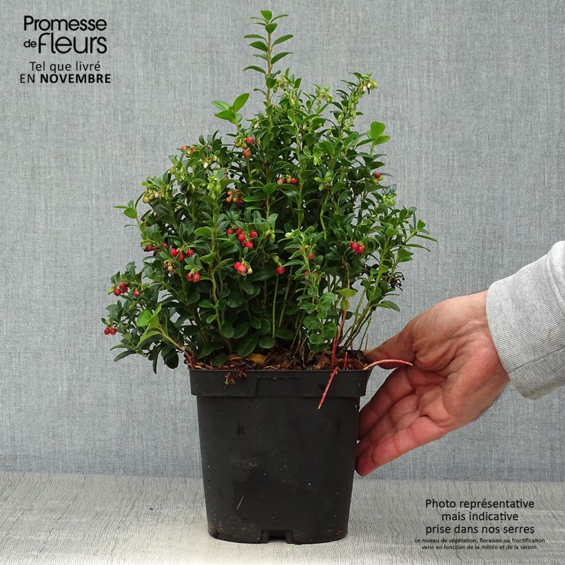 Exemplar von Preiselbeere Red Pearl - Vaccinium vitis-idaea Topf mit 2L/3L wie im Herbst geliefert