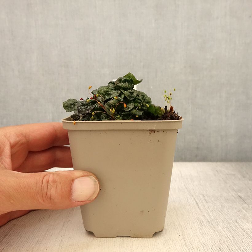 Exemplar von Ajuga pyramidalis Metallica Crispa - Pyramiden-Günsel Kleine Töpfe von 8/9 cm wie im Sommer geliefert