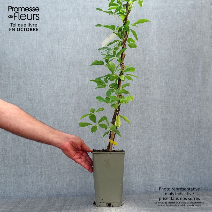 Exemplar von Akebia quinata Silver Bells Topf mit 2L/3L wie im Herbst geliefert