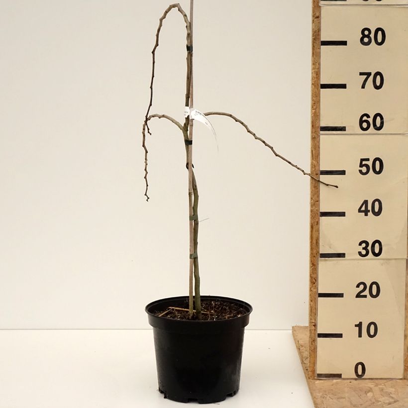 Exemplar von Albizia julibrissin Chocolate Fountain - Seidenakazie Topf mit 7,5L/10LGelieferte Höhe ca. 80/100cm wie im Frühjahr geliefert