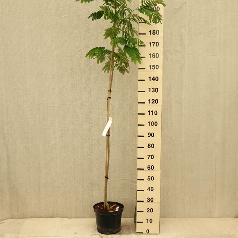 Exemplar von Albizia julibrissin Evey's Pride - Seidenakazie Topf mit 7,5L/10L wie im Sommer geliefert