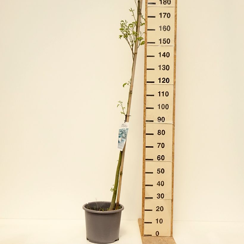 Exemplar von Albizia julibrissin Rouge Selection - Seidenakazie Topf mit 12L/15L wie im Frühjahr geliefert
