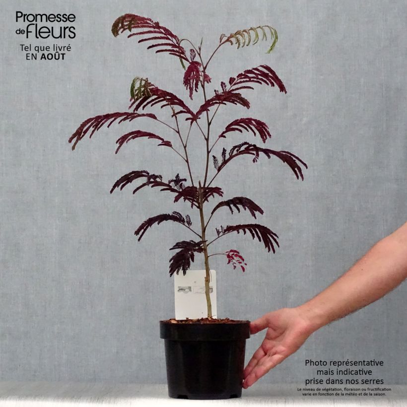 Exemplar von Albizzia julibrissin Summer Chocolate - Seidenakazie Topf mit 3L/4L wie im Sommer geliefert