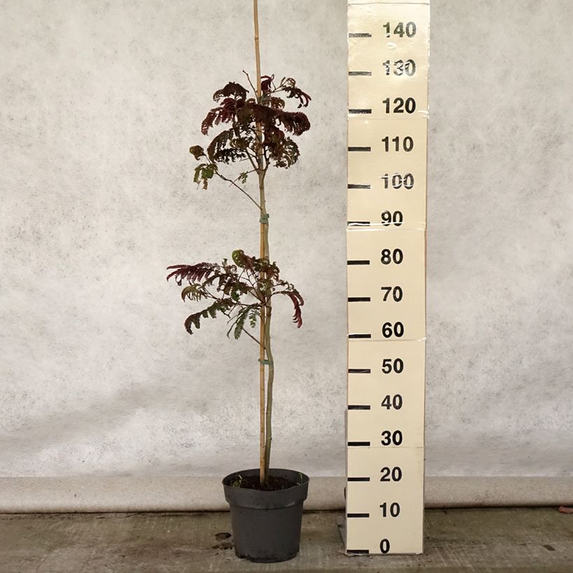 Exemplar von Albizzia julibrissin Summer Chocolate - Seidenakazie Topf mit 7,5L/10L wie im Sommer geliefert
