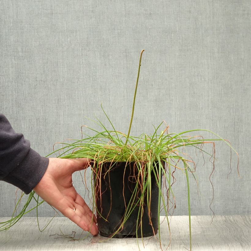 Exemplar von Albuca shawii Topf mit 3L/4L wie im Sommer geliefert