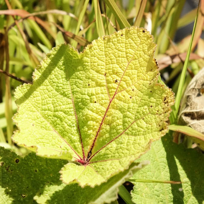 Alcea ficifolia - Feigenblättrige Stockrose (Laub)