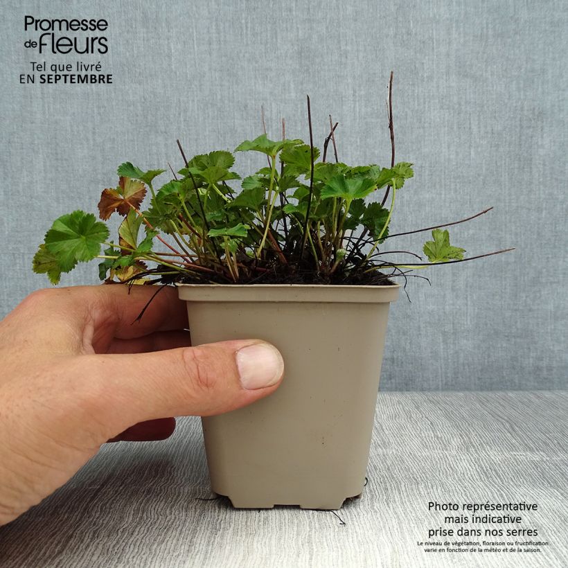 Exemplar von Alchemilla erythropoda - Frauenmantel Kleine Töpfe von 8/9 cm wie im Sommer geliefert