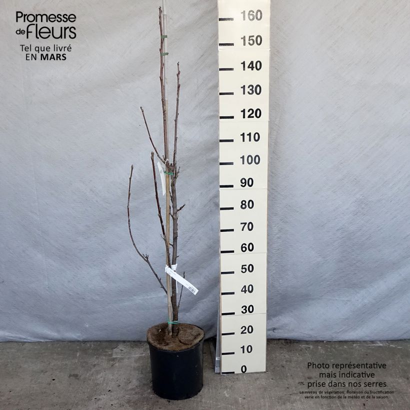 Exemplar von Echte Mehlbeere Lutescens - Sorbus aria Topf mit 12L/15L wie im Frühjahr geliefert