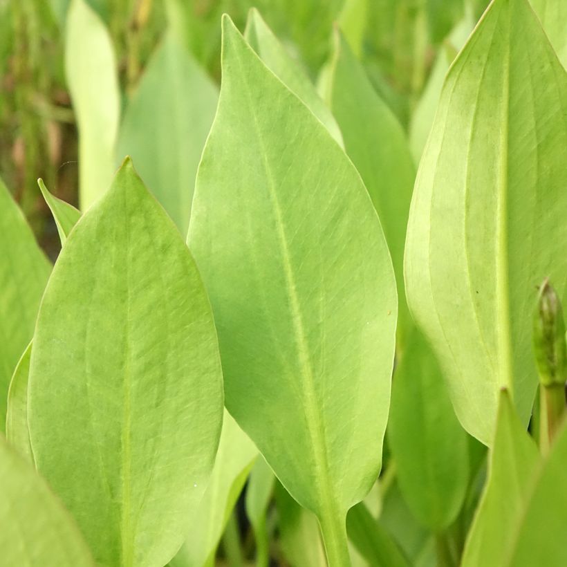 Alisma lanceolatum - Lanzettlicher Froschlöffel (Laub)