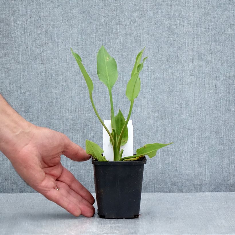 Exemplar von Alisma lanceolatum - Lanzettlicher Froschlöffel Kleine Töpfe von 8/9 cm wie im Sommer geliefert