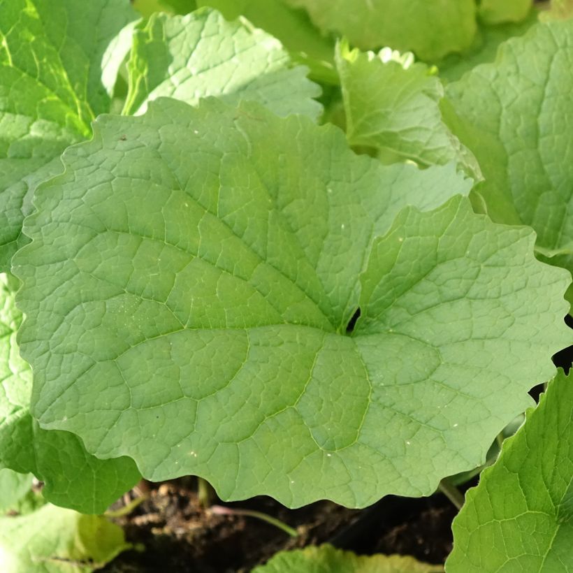 Alliaria petiolata - Knoblauchhederich (Laub)