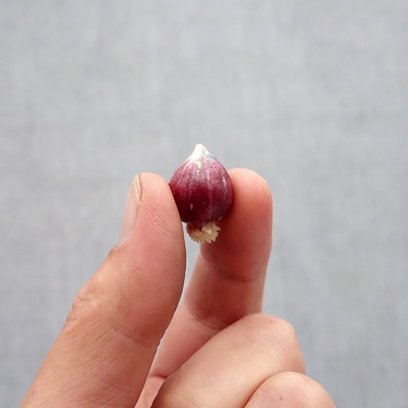 Exemplar von Allium amplectens Graceful - Zierlauch Zwiebel Kaliber/Größe 6+ wie im Herbst geliefert