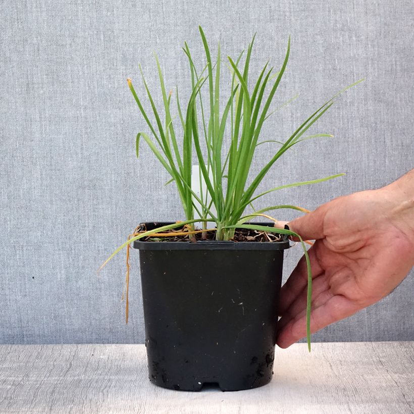 Exemplar von Schnittlauch Cliffs of Dover 'Ifalcod' Topf mit 2L/3L wie im Sommer geliefert