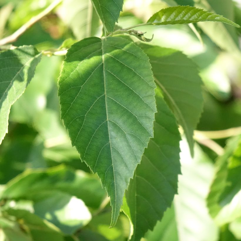 Alnus spaethii - Spaeths Erle (Laub)