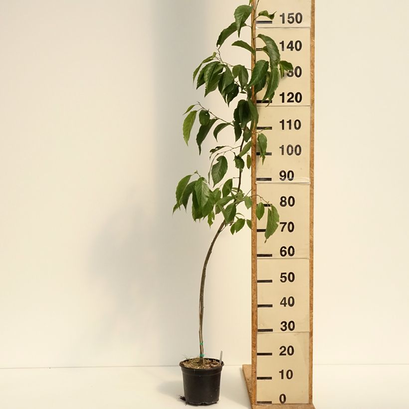 Exemplar von Alnus spaethii - Spaeths Erle Topf mit 3L/4L wie im Sommer geliefert
