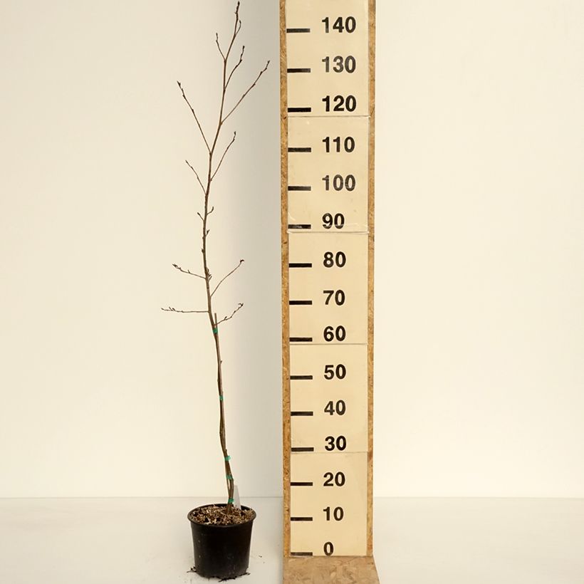 Exemplar von Alnus spaethii - Spaeths Erle Topf mit 3L/4L wie im Frühjahr geliefert