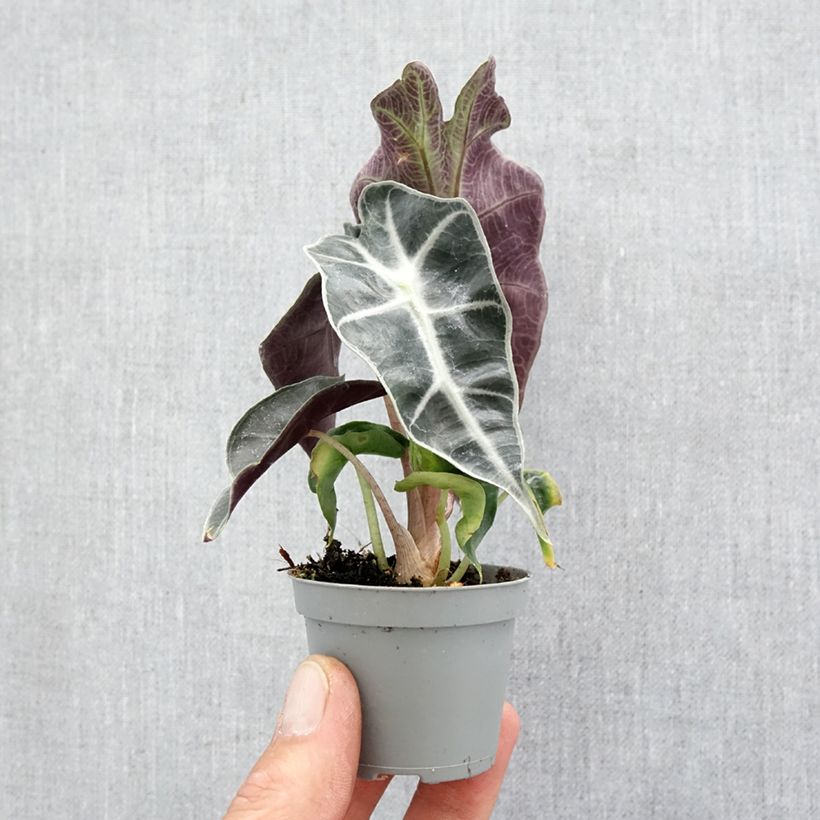 Exemplar von Alocasia Amazonica Dwarf - Oreille d'éléphant Mini-plante wie im Frühjahr geliefert