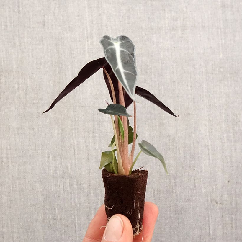 Exemplar von Alocasia Bambino - Oreille d'éléphant - Motte 5 cm x 7 cm wie im Frühjahr geliefert