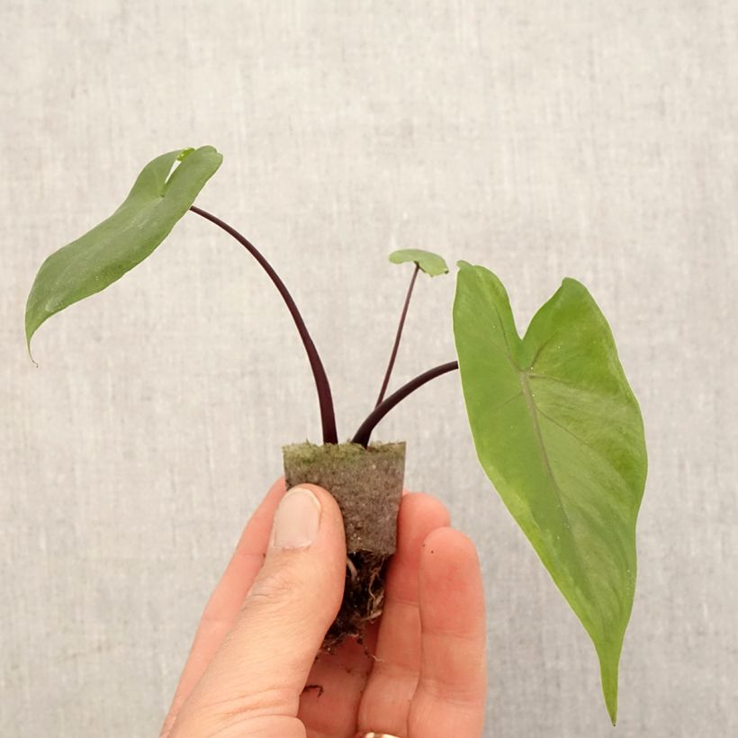 Exemplar von Alocasia Black Stem - Oreille d'éléphant - Mini-motte Ø 3/4 cm wie im Frühjahr geliefert