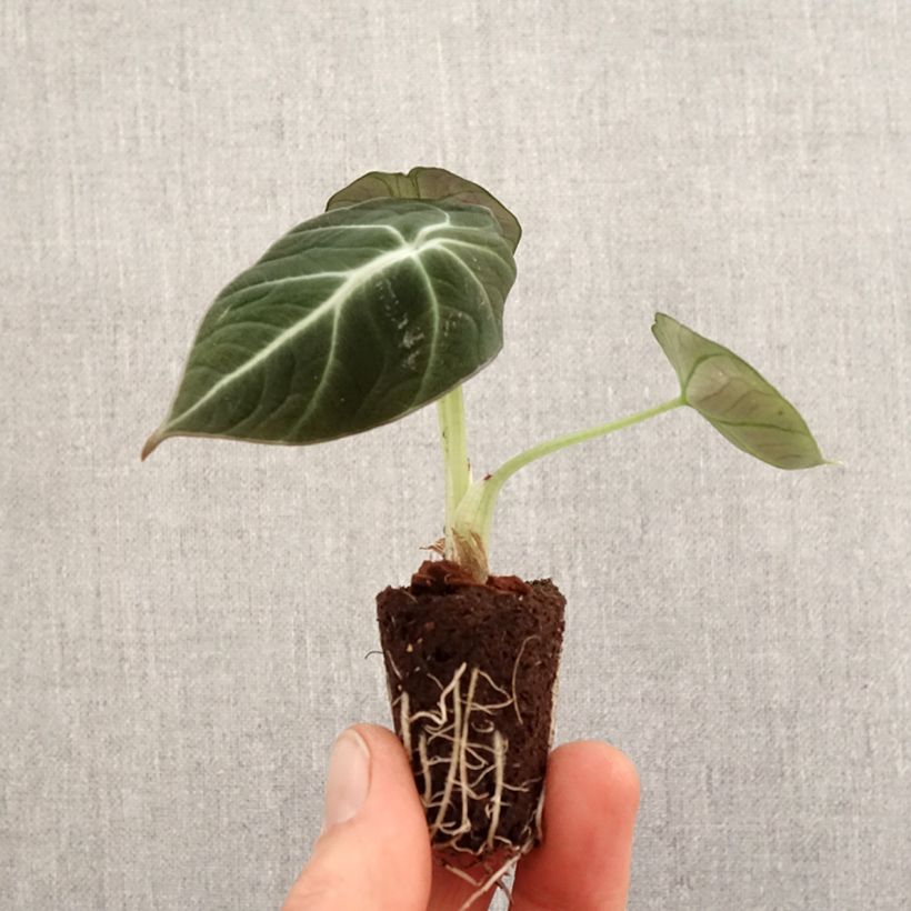 Exemplar von Alocasia Black Velvet - Pfeilblatt Mini-Plug Ø 3/4 cm wie im Frühjahr geliefert