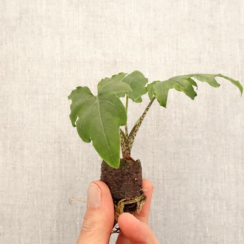 Exemplar von Alocasia brancifolia - Oreille d'éléphant - Mini-motte Ø 3/4 cm wie im Frühjahr geliefert