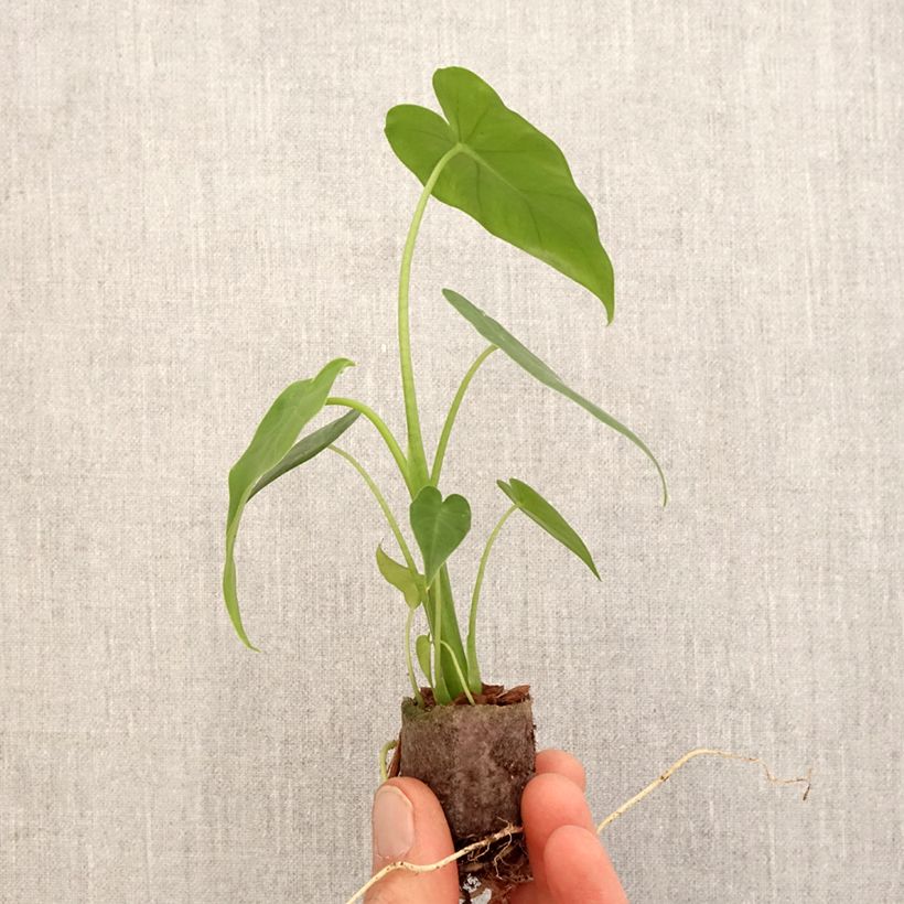Exemplar von Alocasia California - Oreille d'éléphant - Mini-motte Ø 3/4 cm wie im Frühjahr geliefert