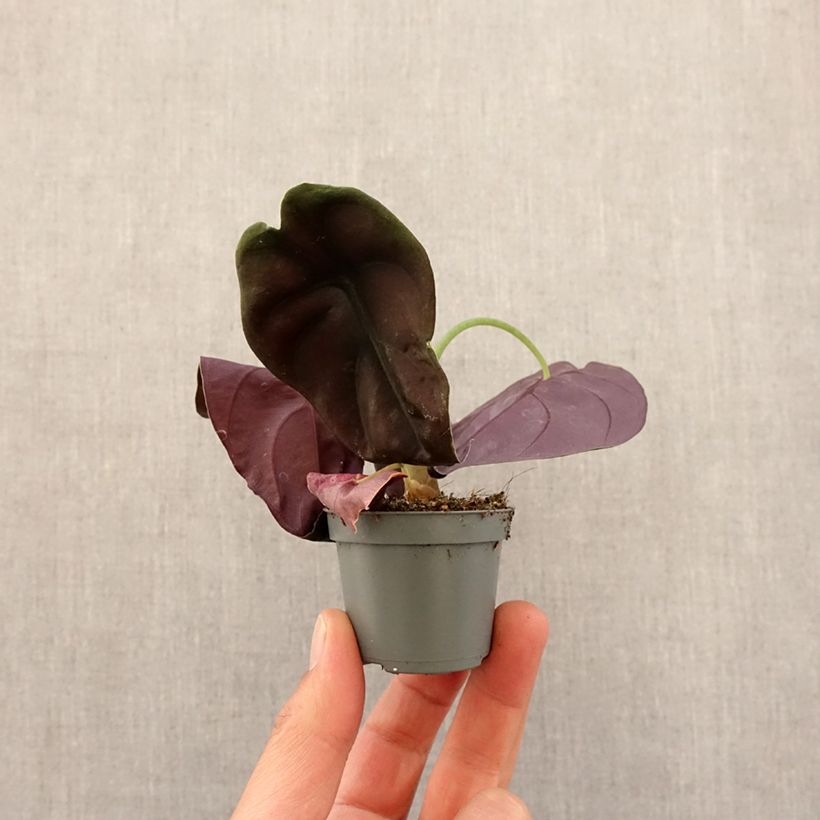 Exemplar von Alocasia cuprea Red - Pfeilblatt Mini-plante wie im Frühjahr geliefert