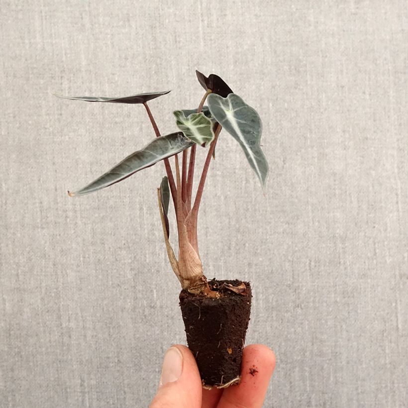 Exemplar von Alocasia Curly Bambino - Pfeilblatt Mini-Plug Ø 3/4 cm wie im Frühjahr geliefert