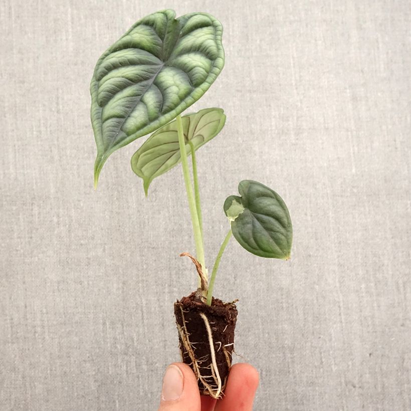 Exemplar von Alocasia Dragon Scale - Pfeilblatt Mini-Plug Ø 3/4 cm wie im Frühjahr geliefert