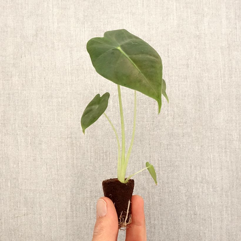 Exemplar von Alocasia Frydek - Pfeilblatt Mini-plante wie im Frühjahr geliefert