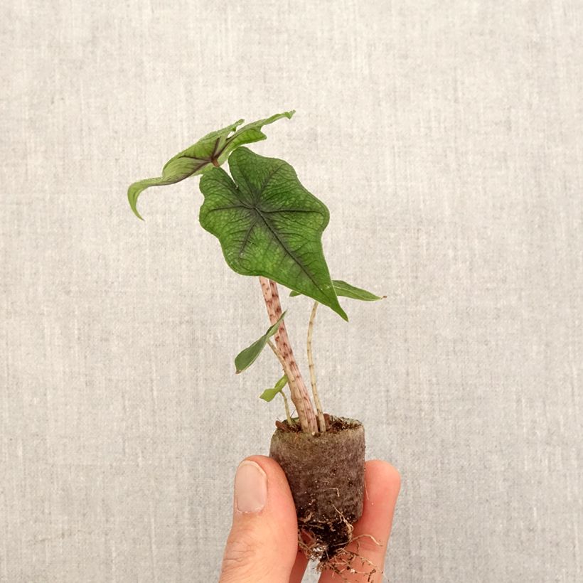Exemplar von Alocasia Jacklyn - Pfeilblatt Mini-plante wie im Frühjahr geliefert