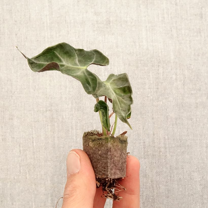 Exemplar von Alocasia Loco - Oreille d'éléphant - Mini-motte Ø 3/4 cm wie im Frühjahr geliefert