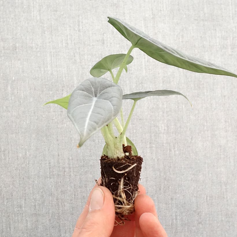 Exemplar von Alocasia Maharani - Pfeilblatt Mini-Plug Ø 3/4 cm wie im Frühjahr geliefert