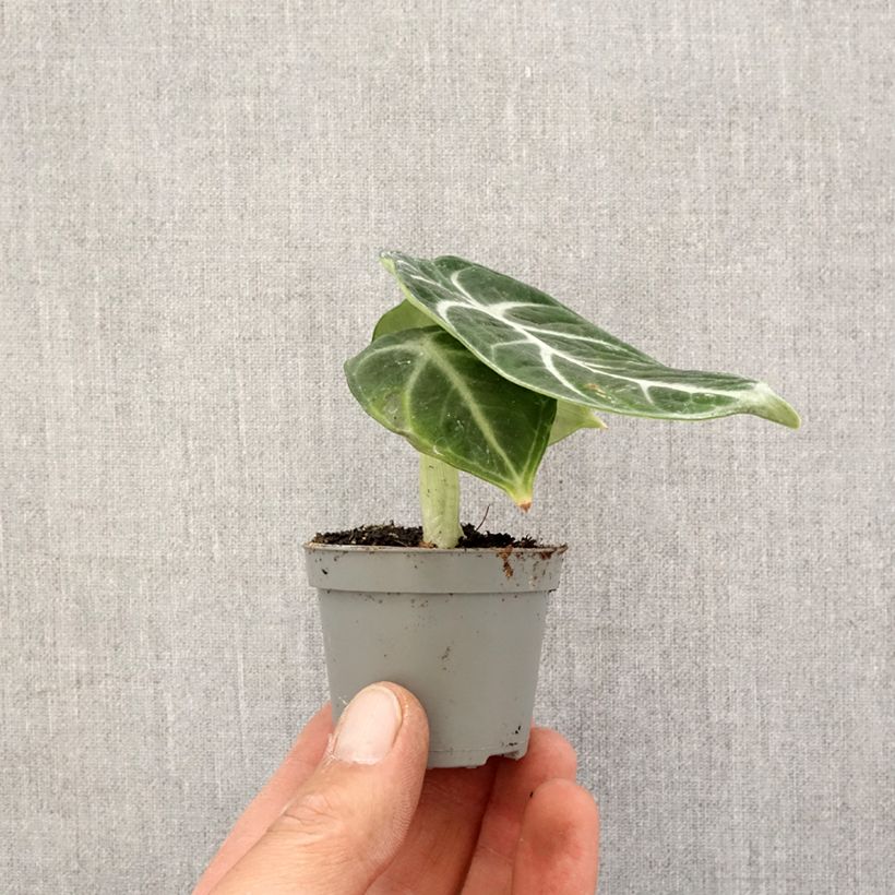 Exemplar von Alocasia Ninja - Oreille d'éléphant Mini-plante wie im Frühjahr geliefert