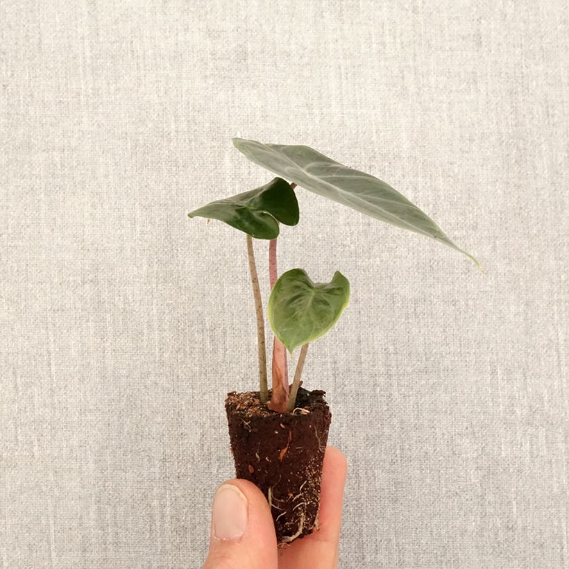 Exemplar von Alocasia Pink Dragon - Pfeilblatt Mini-plante wie im Frühjahr geliefert