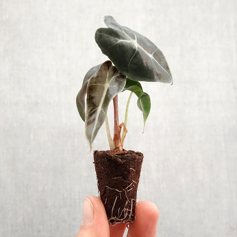 Exemplar von Alocasia Polly - Pfeilblatt Mini-Plug Ø 3/4 cm wie im Frühjahr geliefert