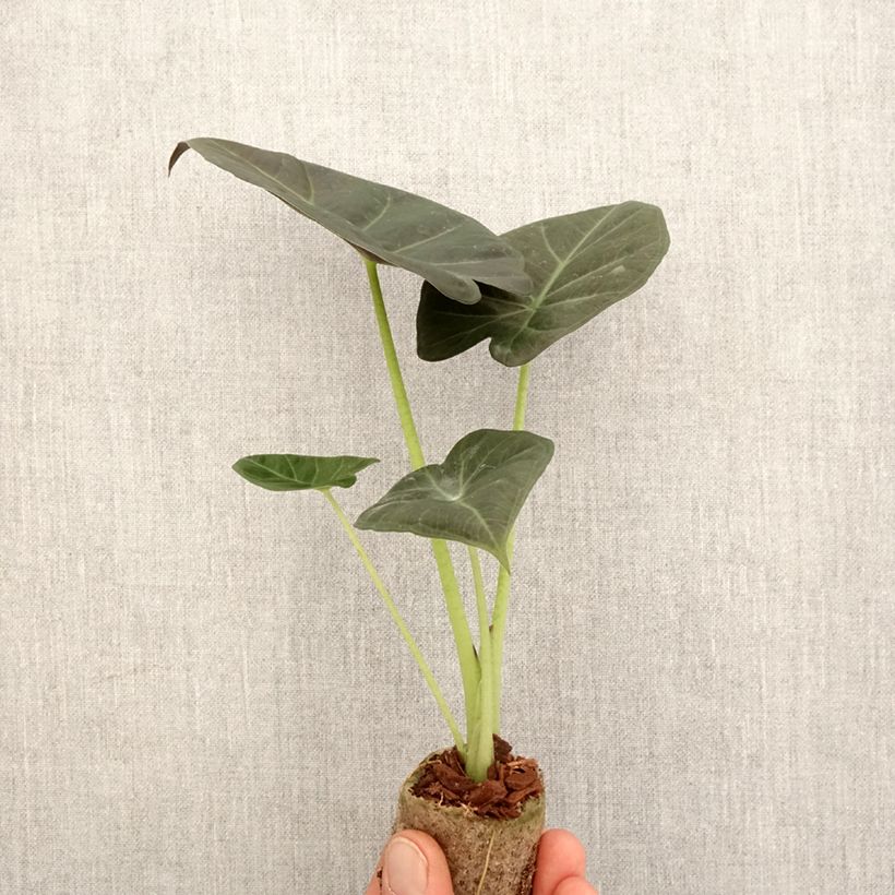 Exemplar von Alocasia Regal Shields - Pfeilblatt Mini-plante wie im Frühjahr geliefert