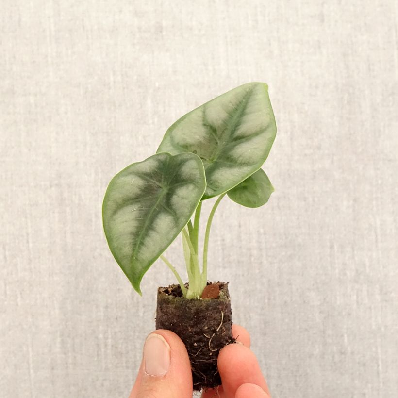 Exemplar von Alocasia reversa - Pfeilblatt Mini-plante wie im Frühjahr geliefert
