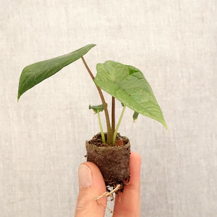 Exemplar von Alocasia scalprum - Oreille d'éléphant - Mini-motte Ø 3/4 cm wie im Frühjahr geliefert