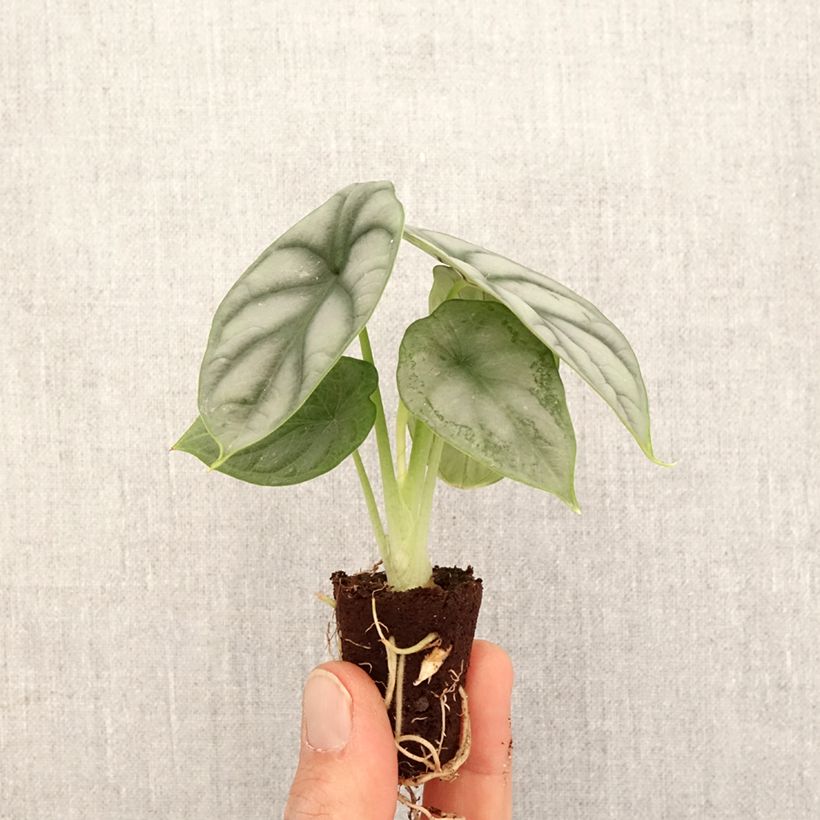 Exemplar von Alocasia Silver Dragon - Oreille d'éléphant - Mini-motte Ø 3/4 cm wie im Frühjahr geliefert