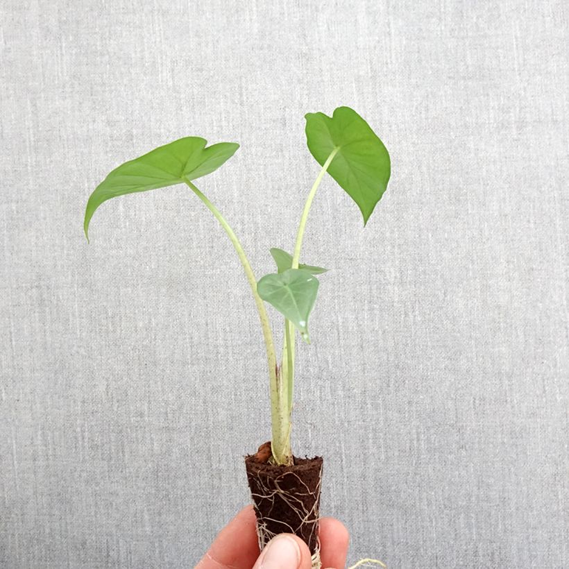 Exemplar von Alocasia Sumo - Pfeilblatt Mini-Plug Ø 3/4 cm wie im Frühjahr geliefert