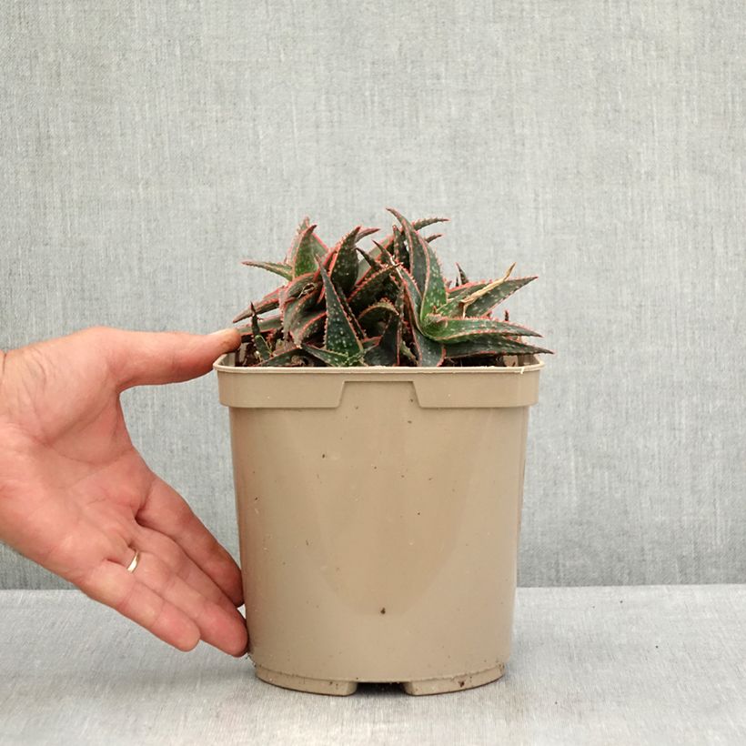 Exemplar von Aloe Christmas Carol Topf mit 3L/4L wie im Sommer geliefert