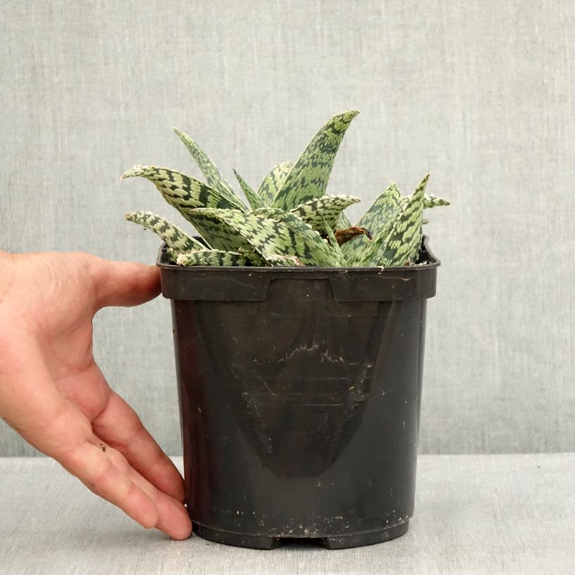 Exemplar von Aloe Delta Lights Topf mit 3L/4L wie im Sommer geliefert