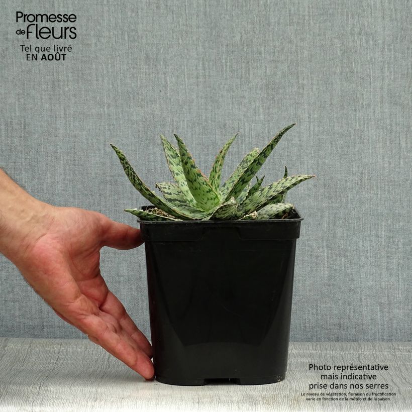 Exemplar von Aloe rauhii Cleopatra Topf mit 2L/3L wie im Sommer geliefert